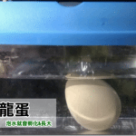 【恐龍玩具】神奇恐龍蛋 泡水就會孵化長大